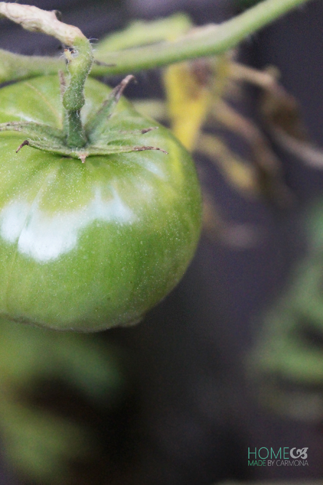 Fall Backyard - green tomato