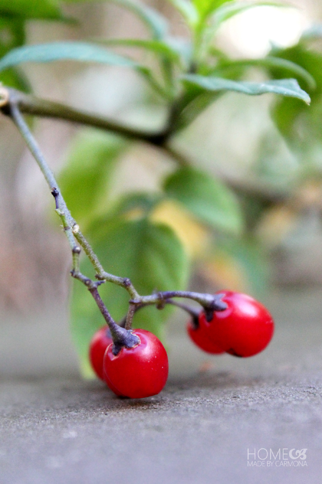 Fall Backyard - red berries