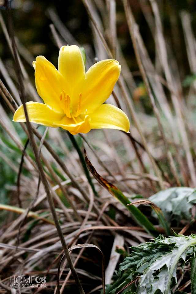 Fall Daffodile