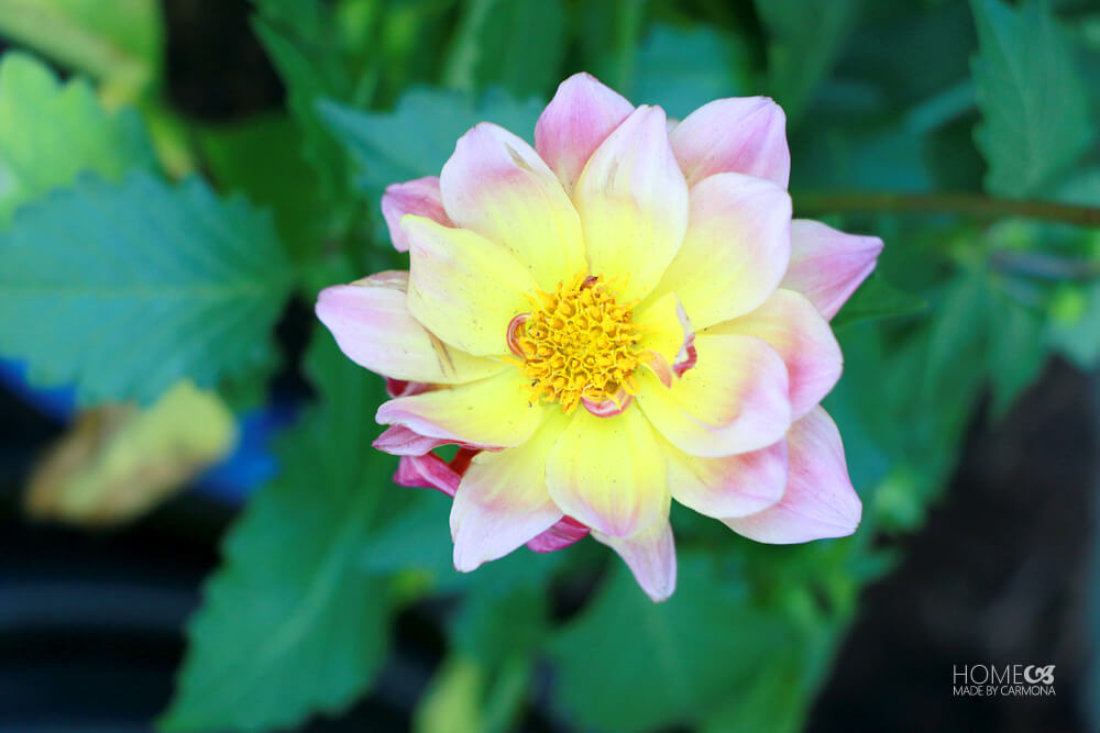 Monrovia flower