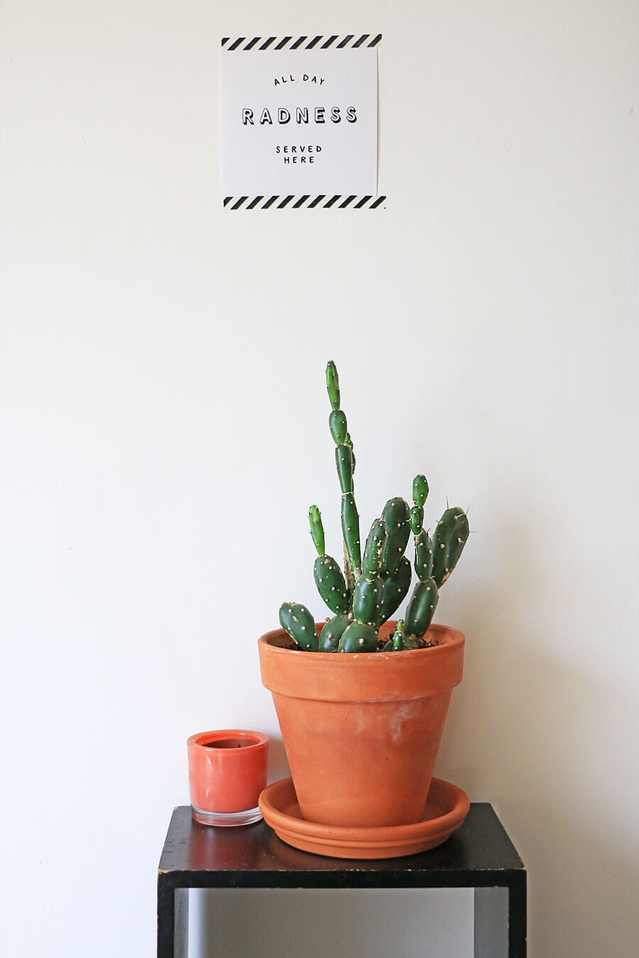 Small-cactus-in-terracotta-pot
