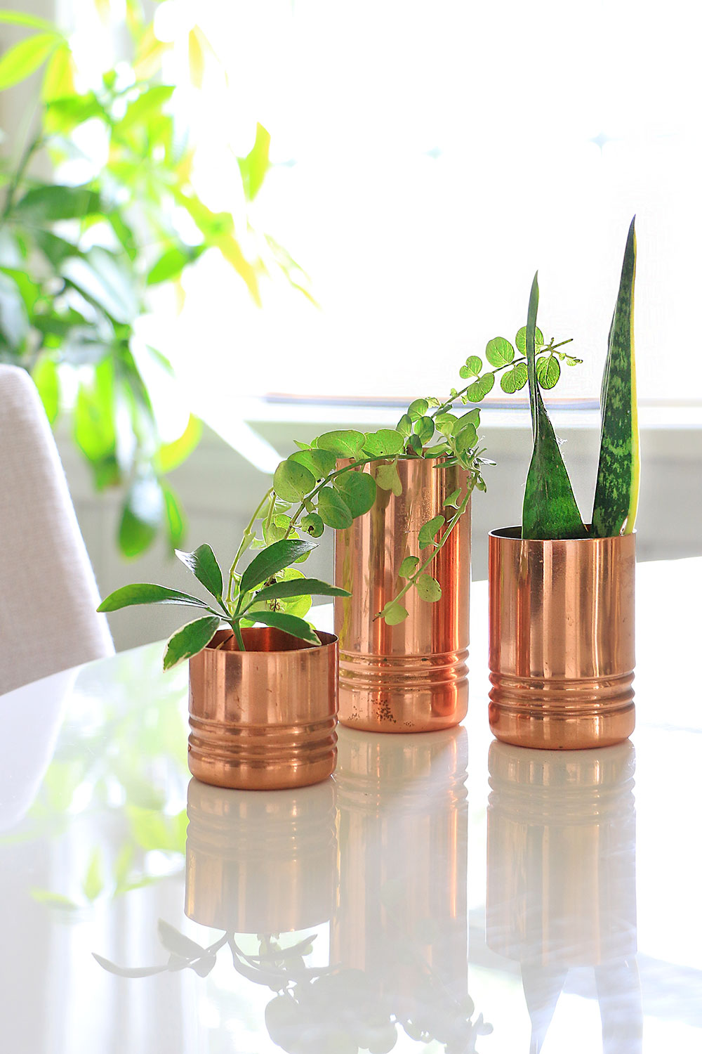 Copper-tins-with-plants
